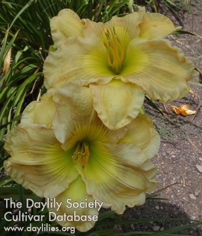 Daylily Westbourne Love at First Sight